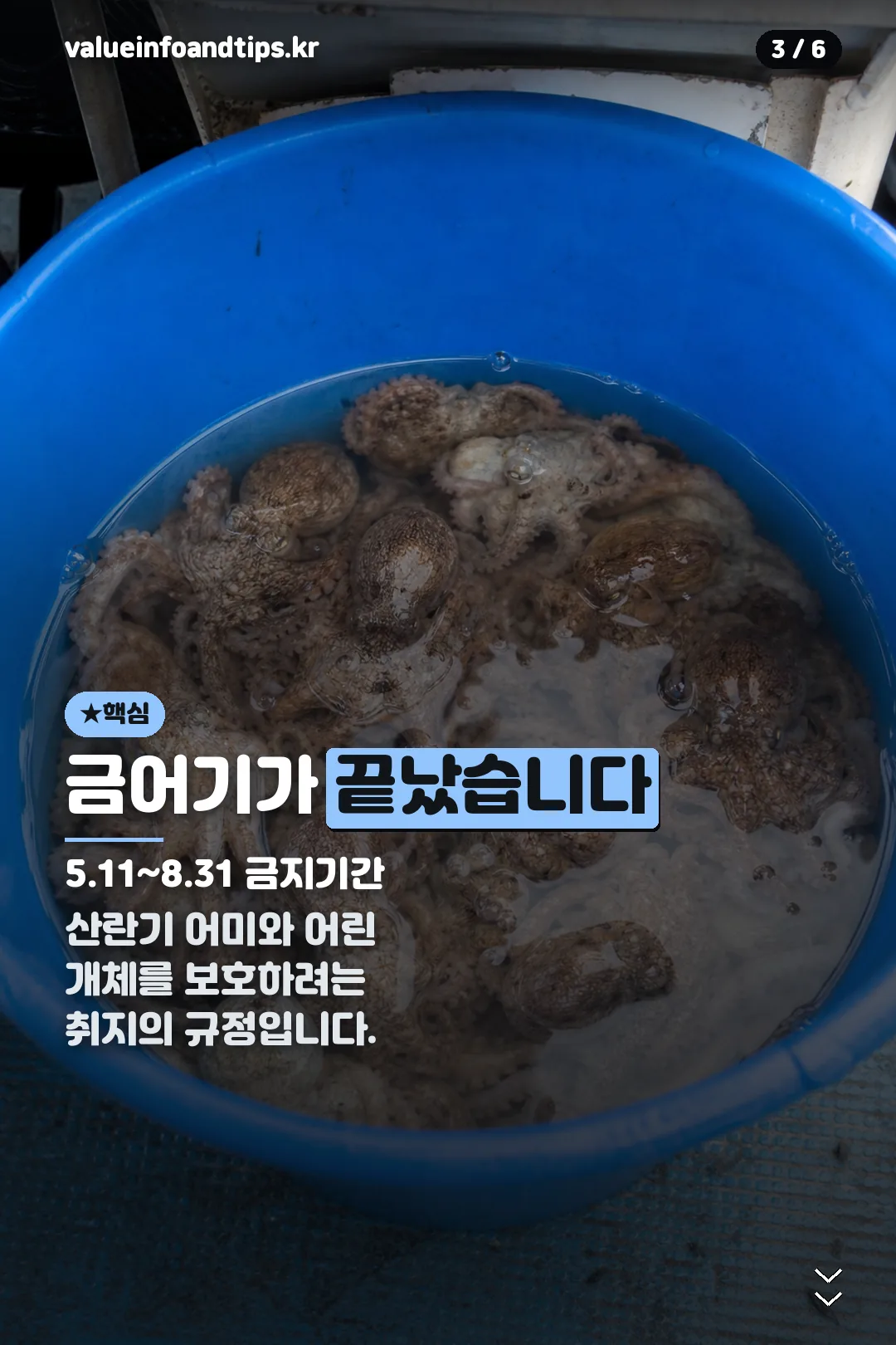 쭈꾸미 금어기 설명
